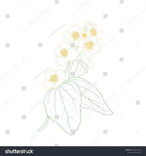 Beautiful Branch Flower Jasmine Outline Isolated Stock Vector (Royalty Free) 1740331400 ...