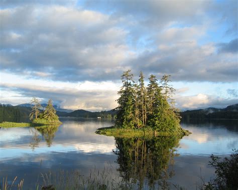 Saving the Ancient Forests of the Tongass – and their Amazing Wildlife! | Defenders of Wildlife