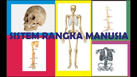 Sistem Rangka Manusia - YouTube