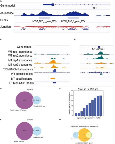 Frontiers | ATACgraph: Profiling Genome-Wide Chromatin Accessibility From ATAC-seq