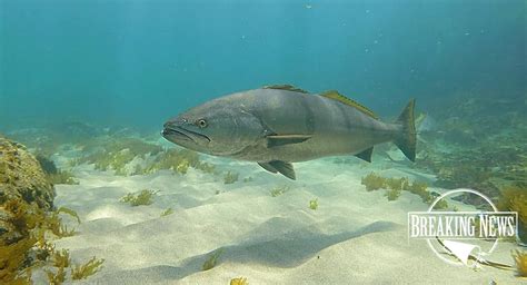 Significantly More White Seabass Caught In California Are Hatchery Fish Than Previously Thought ...