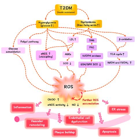 The mechanisms of ROS/oxidative stress generation in diabetes mellitus... | Download Scientific ...