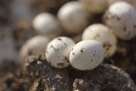 Giant African Land Snail's Eggs | Flickr - Photo Sharing!