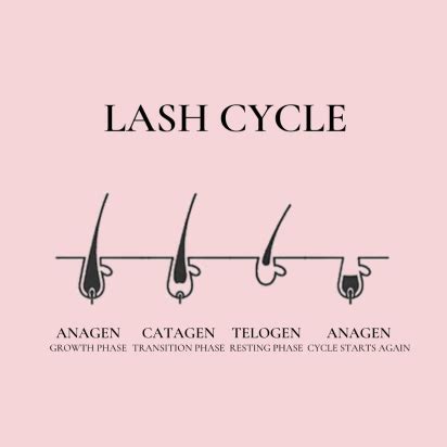 Growth Cycle of Your Eyelashes