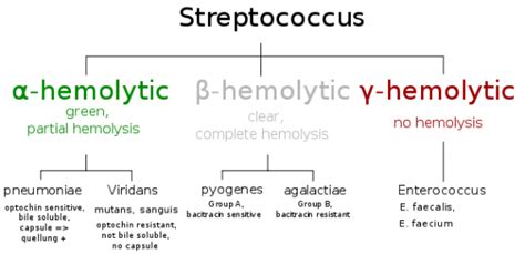 Streptococcus Classification based on blood hemolysis | Medical Laboratories