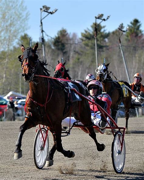 Scarborough Downs - Photo Gallery | Standardbred horse, Harness racing ...