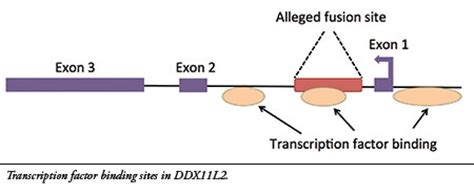 Evolution: Fact or Myth ?!: chromosome 2 fusion model