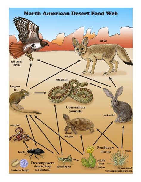 Desert Animals And Plants Food Chain