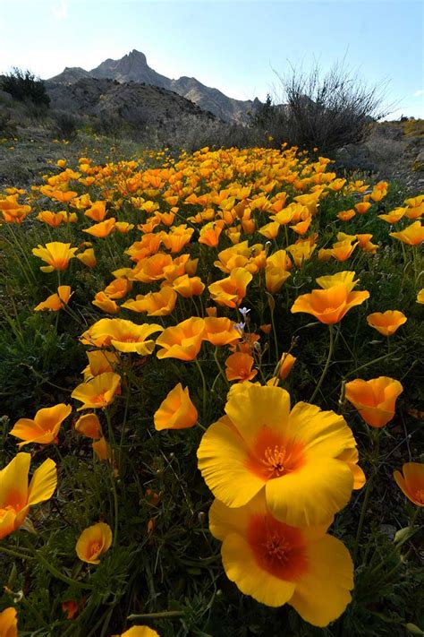 Desert wildflowers in New Mexico - DesertUSA