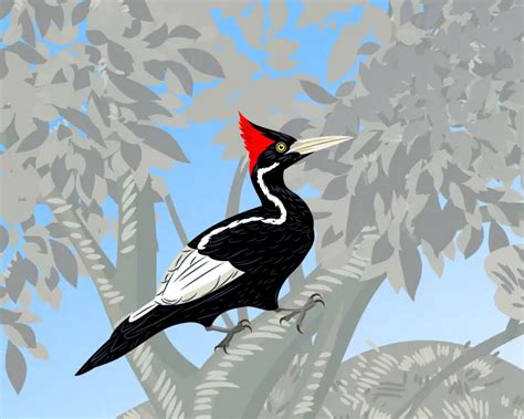 Ivory-Billed Woodpecker - Facts, Diet, Habitat & Pictures on Animalia.bio