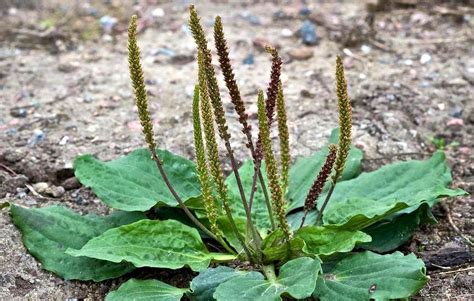 Plantain, the medicinal green weed in your backyard - Green Prophet