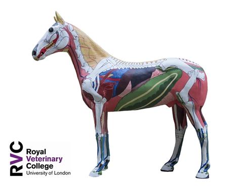 Continuing Professional Development - Equine lecture series 2019: Gastrointestinal Anatomy ...