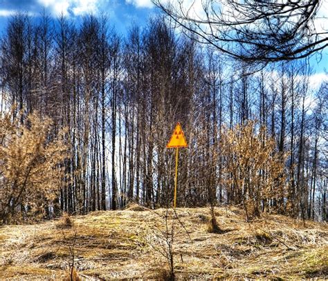 Chernobyl's radioactive pine lumber may be in Europe's supply chain | Woodworking Network