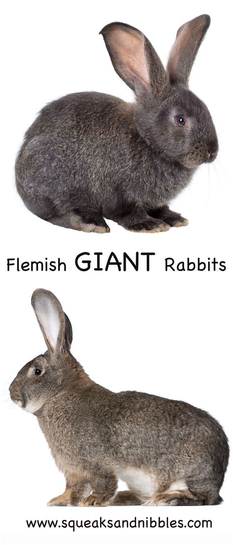 Flemish Giant Rabbits