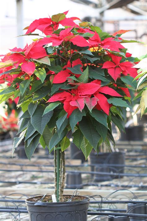 A Sea of Poinsettias for the Holidays - My Northern Garden