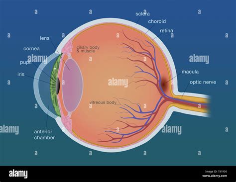 Eye Anatomy Side View, Illustration Stock Photo - Alamy