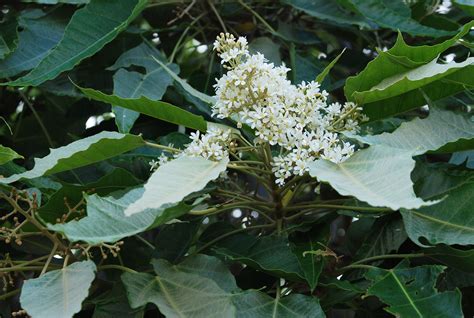 Aleurites moluccanus | Landscape Plants | Oregon State University