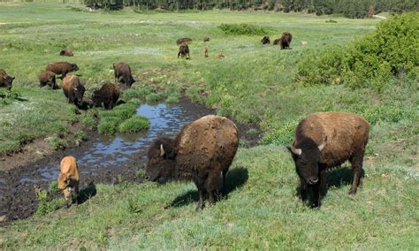 American bison | Photos | WWF