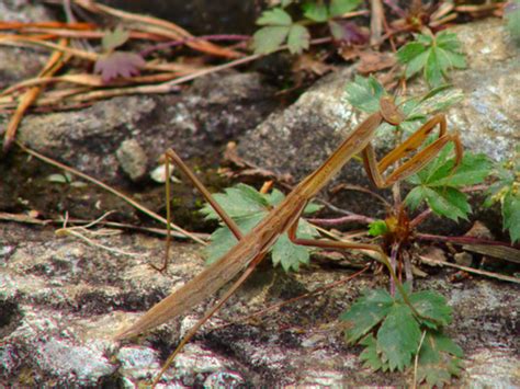 Subspecies Tenodera sinensis sinensis · iNaturalist