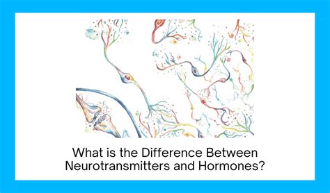 What is the Difference Between Neurotransmitters and Hormones ...