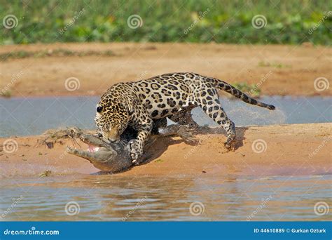 Jaguar attacking cayman stock image. Image of crocodile - 44610889