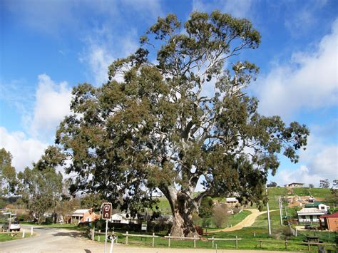 National Trust - Red Gum (Eucalyptus camaldulensis)