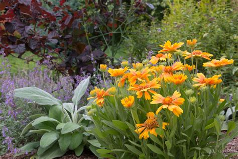 Best Long-Blooming, Deer-Resistant Perennials – Le Jardinet