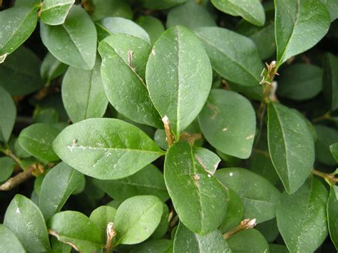 evergreen shrub: ligustrum ovalifolium | Plant leaves, Plant ...