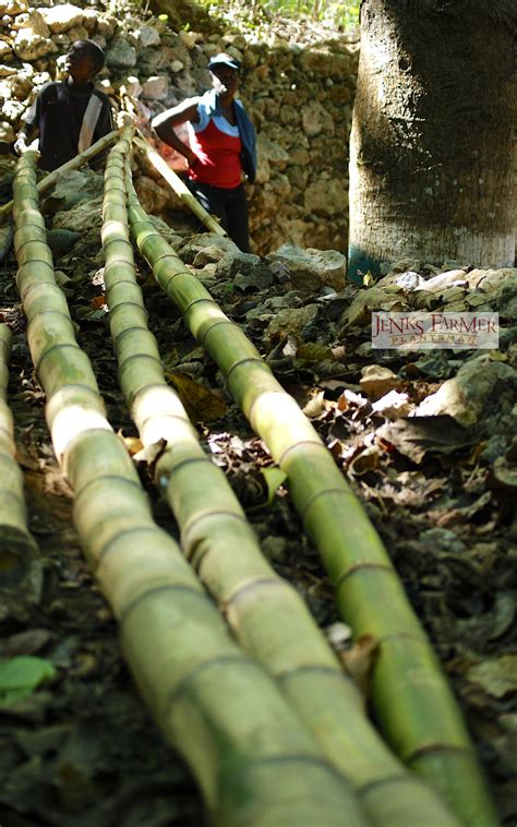 How to Propagate Bamboo from Cuttings | Jenks Farmer