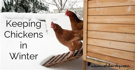 The Definitive Guide to Keeping Chickens in the Winter - Oh Lardy