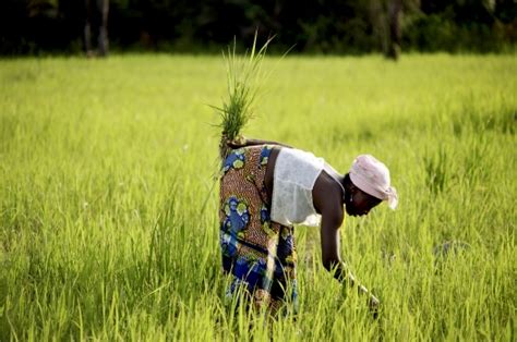 Sierra Leone: nursing agriculture back to health | Africa Renewal