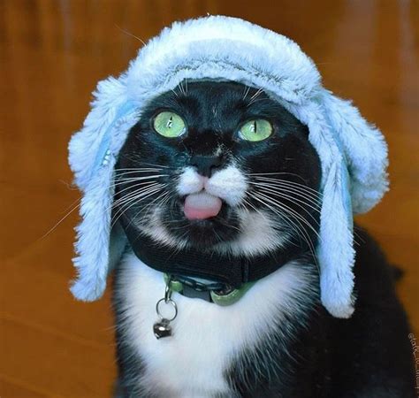 455 best =^..^= Cats with funny hats images on Pinterest | Funny hats ...