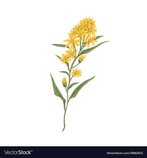 Wild goldenrod flower vintage botanical drawing Vector Image