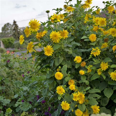 Helianthus 'Happy Days' | Perennial Resource