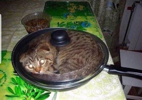 Cat cooking : r/catsareliquid