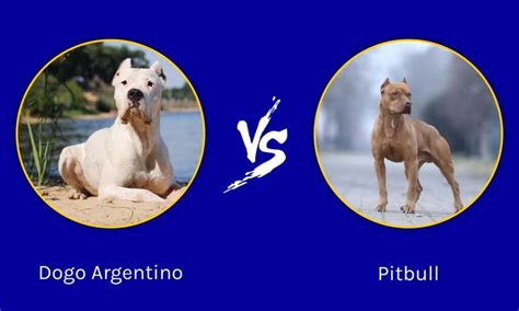 Dogo Argentino vs Pitbull: 5 Key Differences - A-Z Animals