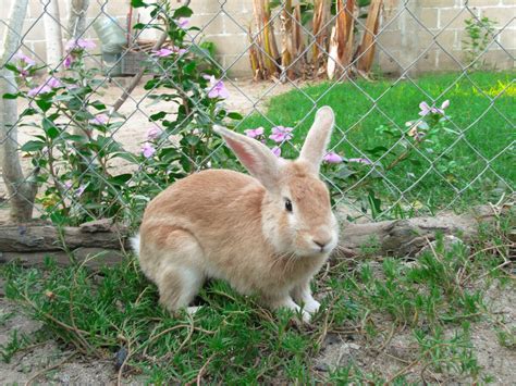 How To Compost And Use Rabbit Poop As Fertilizer | Will It Compost