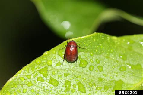 Vegetable: Scarab Beetle: Japanese, Oriental and Asiatic Garden Beetles ...