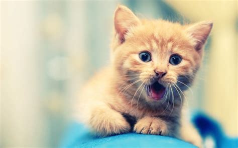 Cute Cat 2 Wallpaper,HD Animals Wallpapers,4k Wallpapers,Images,Backgrounds,Photos and Pictures