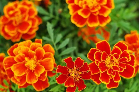 Marigold #2 in Southtown in San Antonio | Types of oranges, Orange flower names, Orange day lily