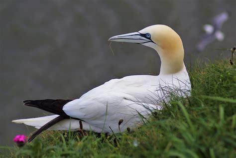 Northern Gannet by Rajiv Hasan - BirdGuides