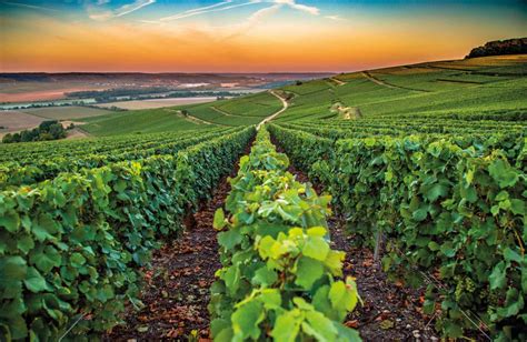 Discover the World of Champagne and One of France's Best Wine Region
