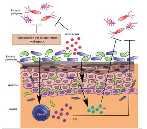 ¿Bacterias en mi piel? Conoce a la microbiota – Chok Chok Beauty