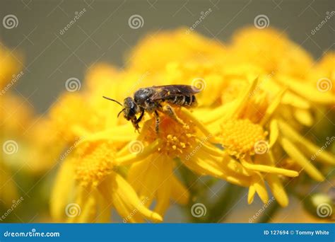 Bee Pollinating Flowers stock photo. Image of petals, flowers - 127694