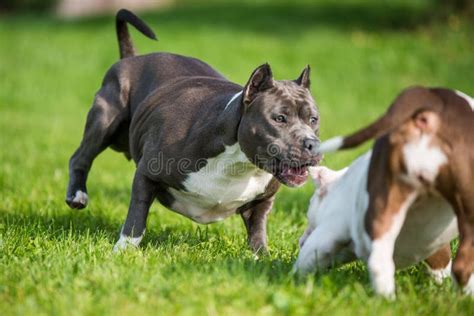 American Bully Puppies and American Staffordshire Terrier Dog Stock Photo - Image of bite, bully ...