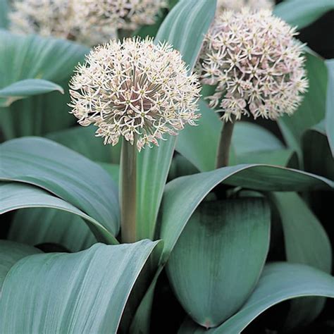 Buy Turkestan onion bulbs Allium karataviense: Delivery by Waitrose Garden