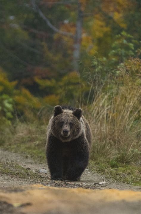 Carpathian Mountains | Endangered Landscapes & Seascapes Programme