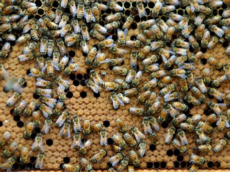 'Zombie' bees surface in the Northeast | firstcoastnews.com