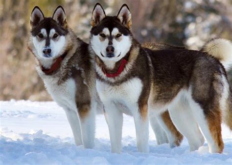 How To Train Alaskan Malamute? | MyPetCareJoy