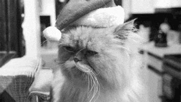 Unimpressed Cat GIF - Find & Share on GIPHY